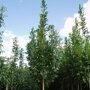 Gewone es (Fraxinus excelsior 'Altena')